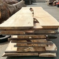 銀杏（イチョウ）　NO.5261