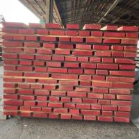 米檜葉（ベイヒバ）　NO.238