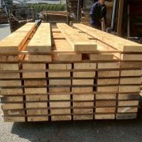 米檜葉（ベイヒバ）　NO.374