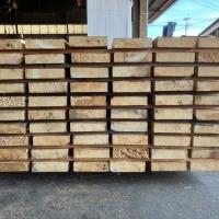 米檜葉（ベイヒバ）　NO.229