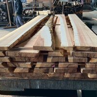 杉（スギ）　NO.5199