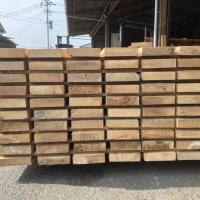 米檜葉（ベイヒバ）　NO.29