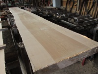 銀杏(イチョウ)　天板