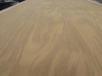 アサメラ　一枚板　カウンター