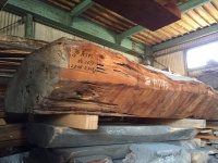 屋久杉（ヤクスギ）　無垢材