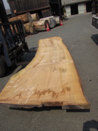 杉（スギ）　一枚板