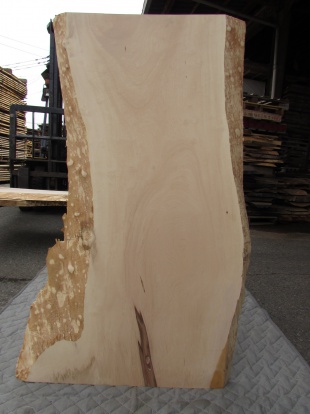 栃（トチ）　一枚板