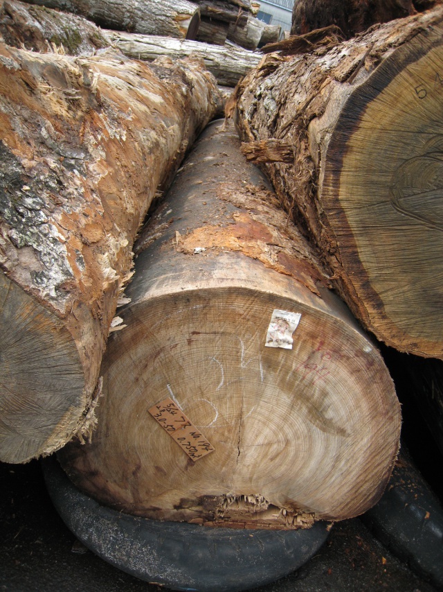 楠（クス）　丸太