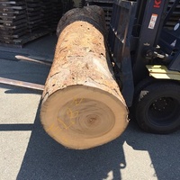 楠（クス）　丸太