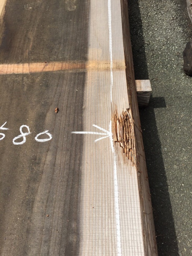 杉（スギ）　一枚板