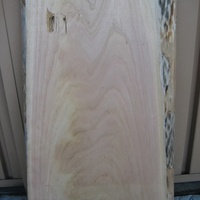 桐（キリ）　太鼓のバチ