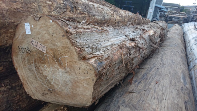 槇（マキ）　原木