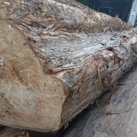 槇（マキ）　文化遺産 補修用