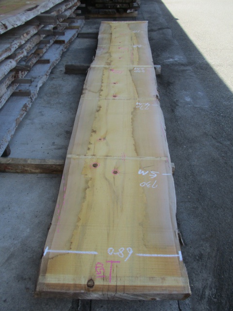 米檜葉（ベイヒバ）　一枚板