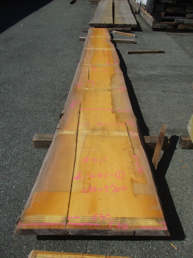 米檜葉（ベイヒバ）　一枚板