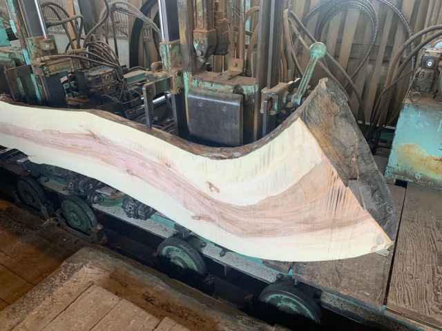 百日紅（サルスベリ）　丸太