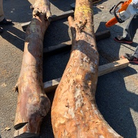 百日紅（サルスベリ）　建築材