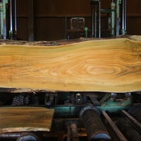 山桜（ヤマザクラ）　額縁用