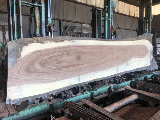 モンキーポッド　一枚板