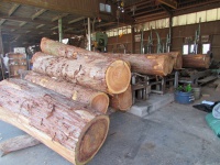 杉（スギ）　原木