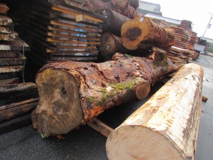 栃（トチ）原木