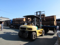 杉（スギ）　原木