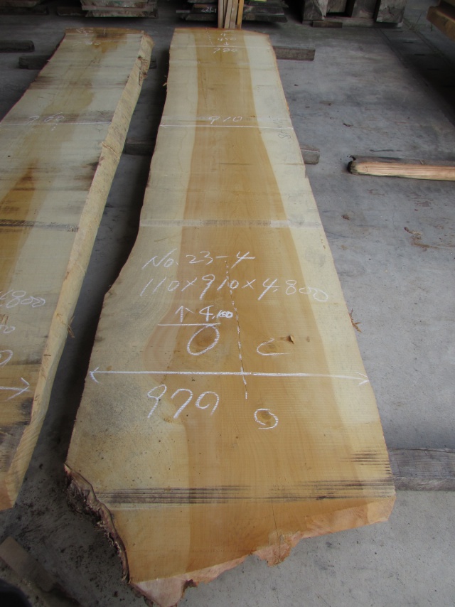 銀杏（イチョウ）　一枚板