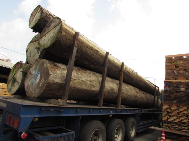 スプルース　丸太