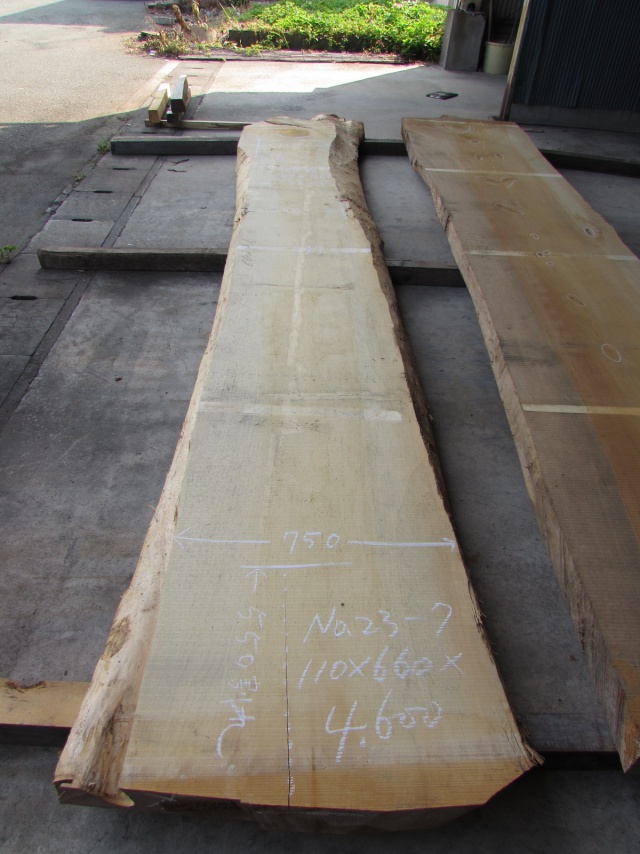 銀杏（イチョウ）　一枚板