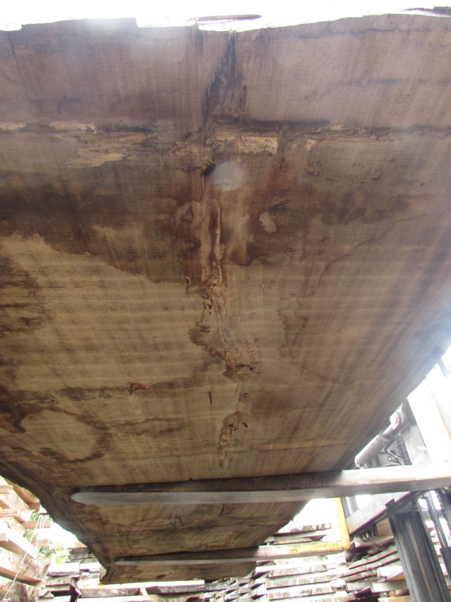 楠（クス）　一枚板