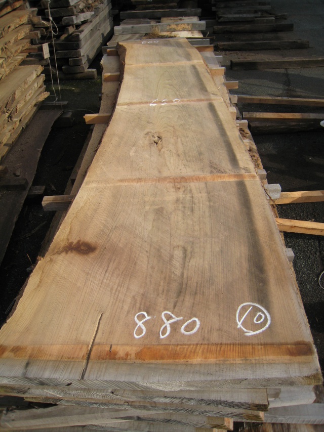 杉（スギ）　一枚板