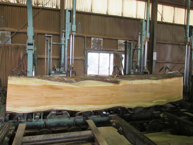 山桜（ヤマザクラ）　一枚板