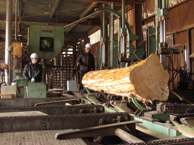 木曽檜（キソヒノキ）　丸太