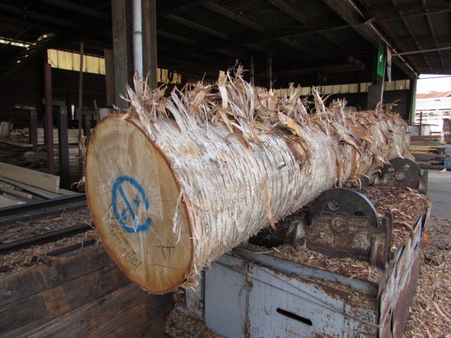 目白樺（メジロカバ）　無垢材