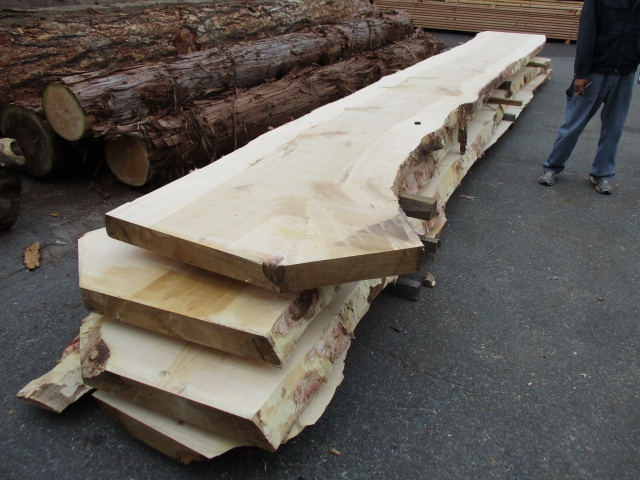 銀杏（イチョウ）　無垢材