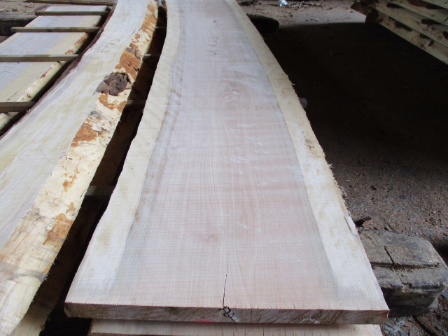 目白樺（メジロカバ）　無垢材