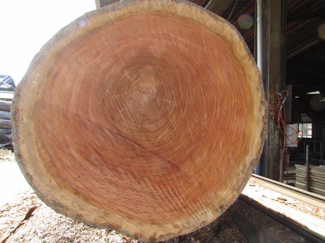 エビアラ　無垢材