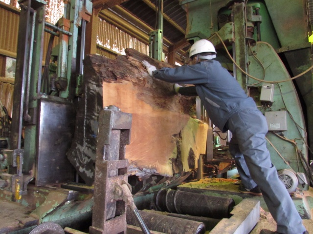 屋久杉（ヤクスギ）　無垢材