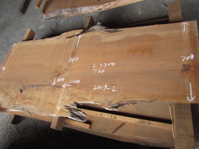 屋久杉（ヤクスギ）　一枚板