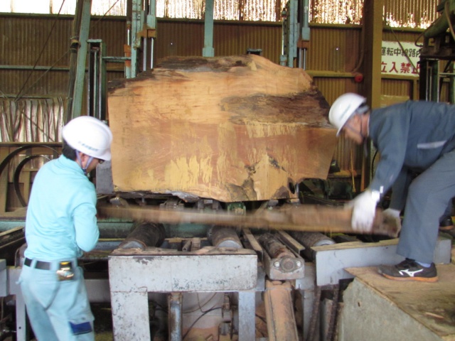 屋久杉（ヤクスギ）　一枚板