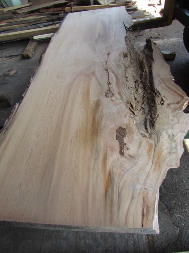 屋久杉（ヤクスギ）　一枚板