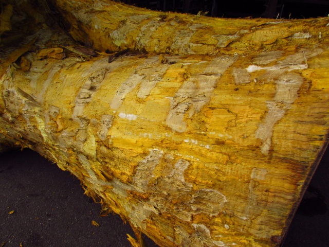 黄蘗（キハダ）　無垢材