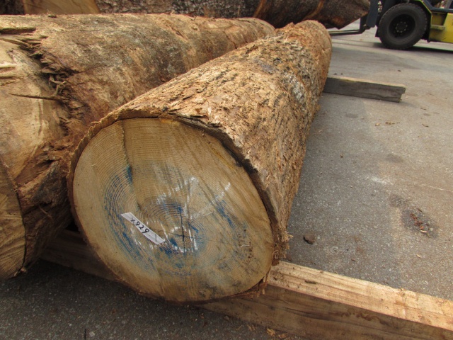 アオダモ　無垢材