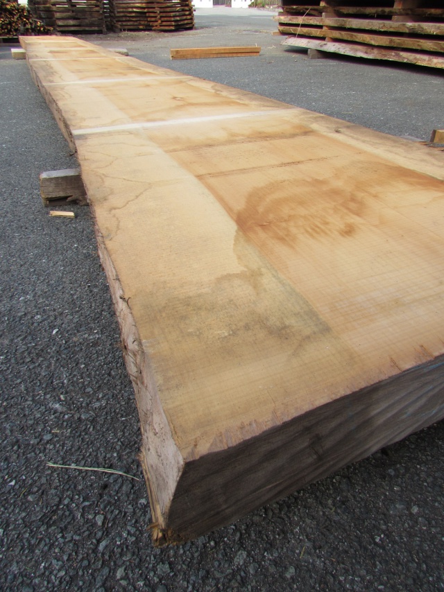 銀杏（イチョウ）　一枚板