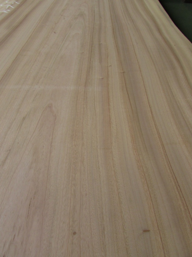 楠（クス）　一枚板