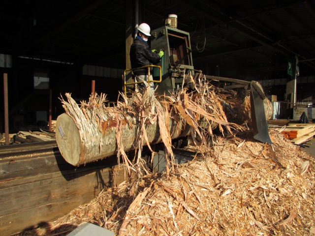 目白樺（メジロカバ）　無垢材