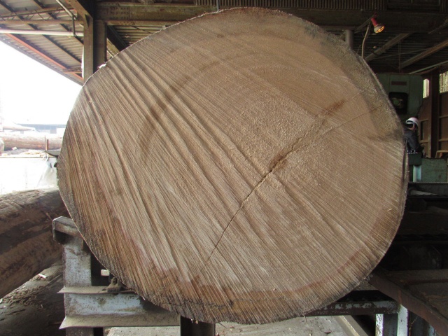 ホワイトセラヤ　無垢材