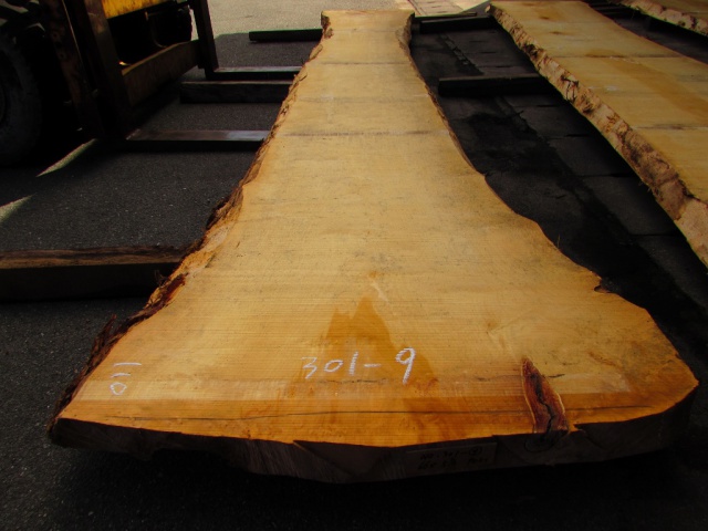 銀杏（イチョウ）　一枚板