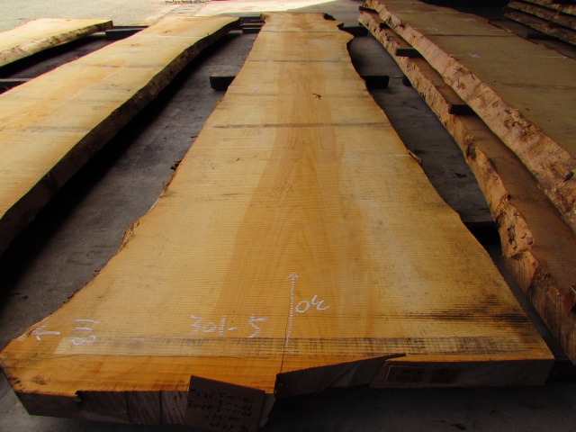 銀杏（イチョウ）　一枚板