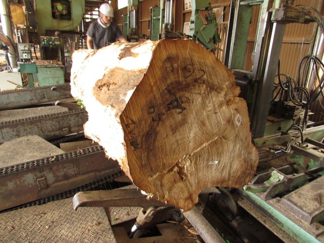 ポプラ（セイヨウポプラ）　無垢材